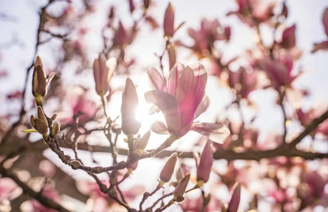 La Magnolia-1