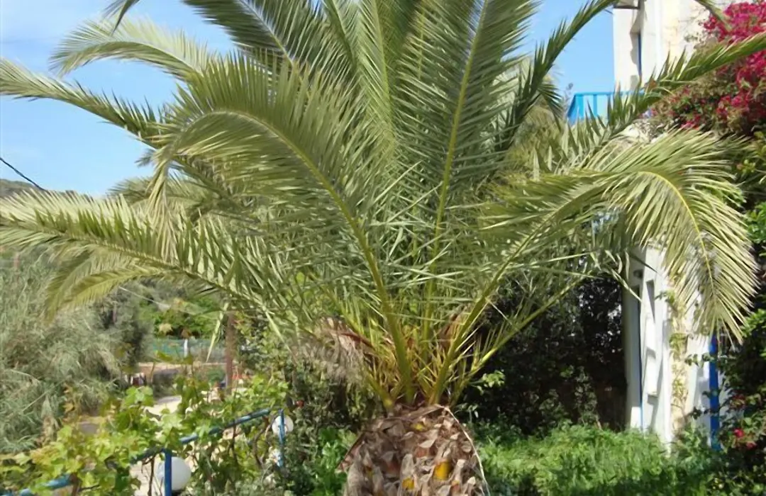 Creta Sun Hotel Studios-1